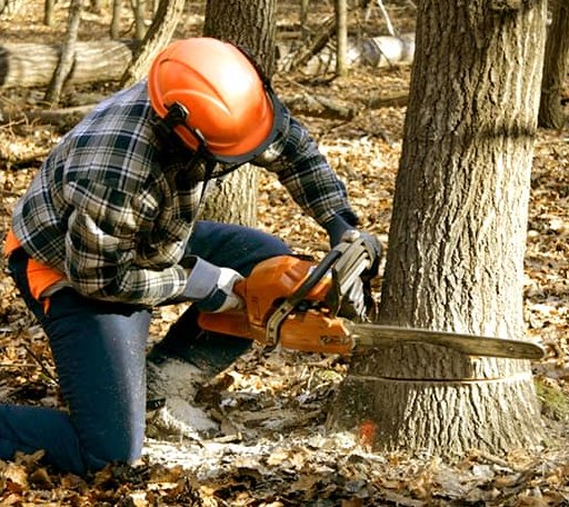 Tree Removal in Montgomery, MN